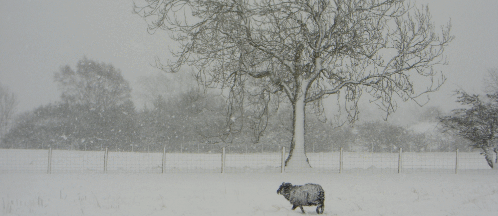 hebridean sheep