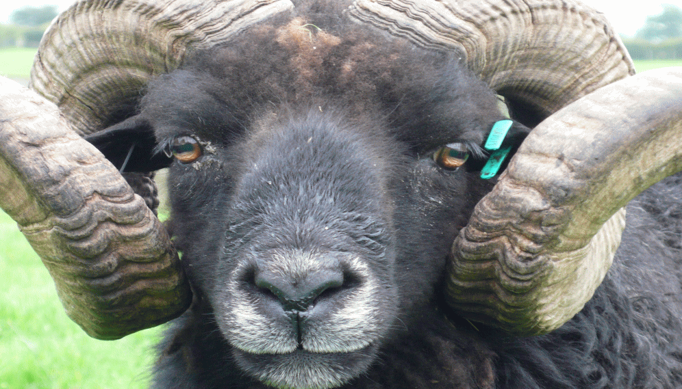 Gibside Farmers Market