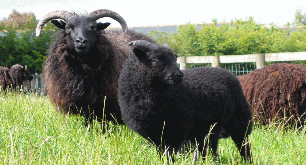 hebridean sheep