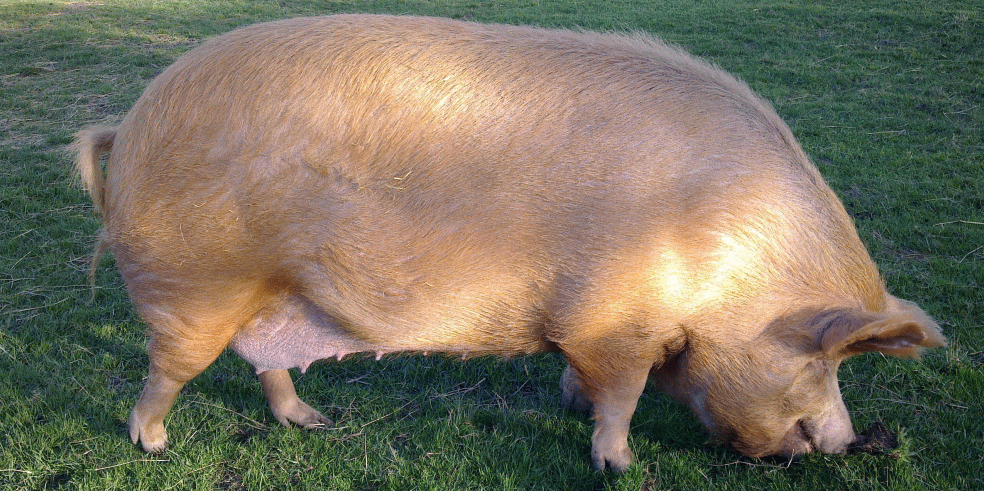 tamworth pigs