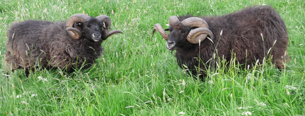 hebridean sheep