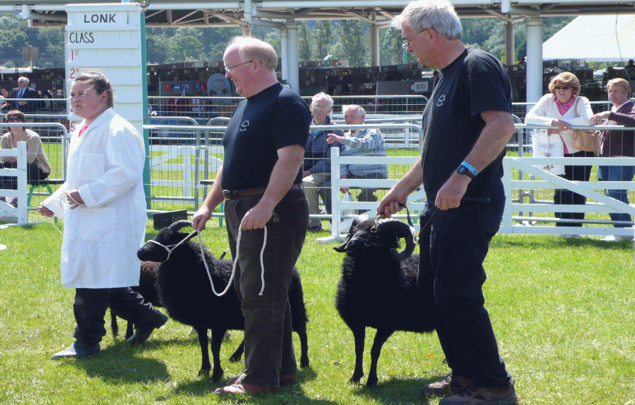 hebridean sheep