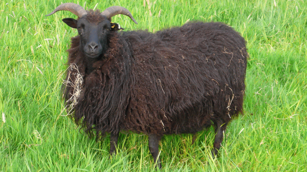 hebridean sheep